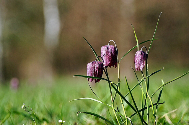 Kockásliliom a Zala-réten – most megismerheted ezt a különleges növényt!