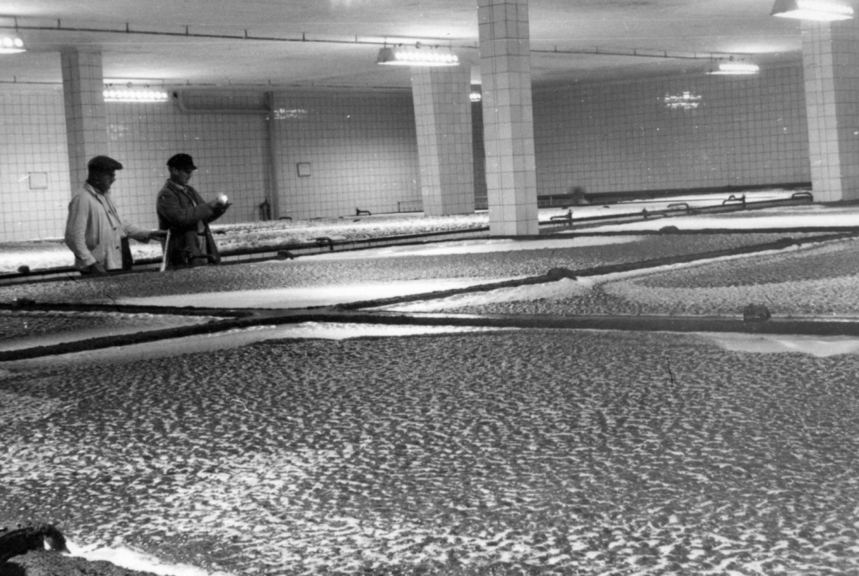 Egy korszak emléke: így működött a nagykanizsai sörgyár az ötvenes években