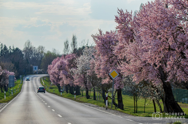 Gyönyörű látvány: virágba borultak Balatongyörökön a mandulafák!
