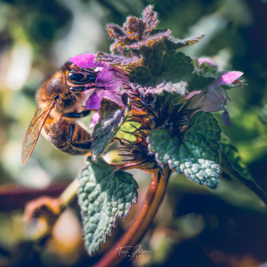 Turi István világa