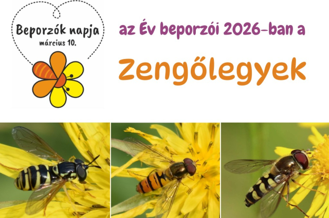 Hát ezek miféle szerzetek? A zengőlegyek lettek az év beporzói!