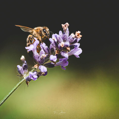 Turi István világa