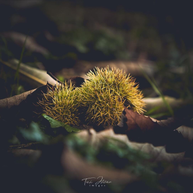 Turi István világa