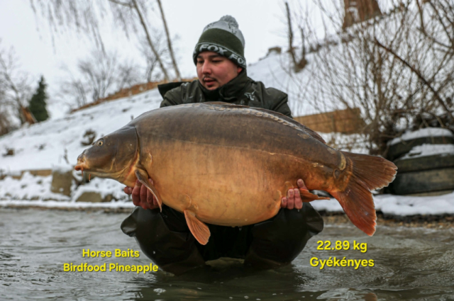 Befagyott az orsó, de nem adta fel – Gyékényesen esett 2026 első húszpluszos pontya