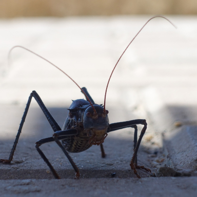 Eszti és Ádám útja Afrikában