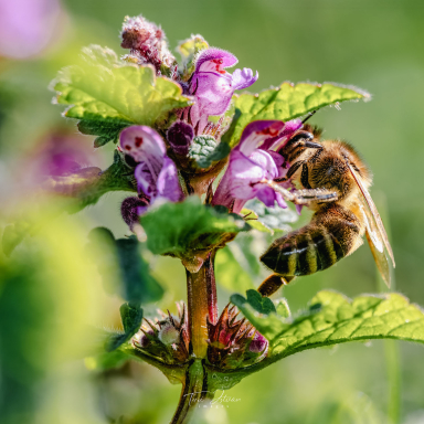 Turi István világa