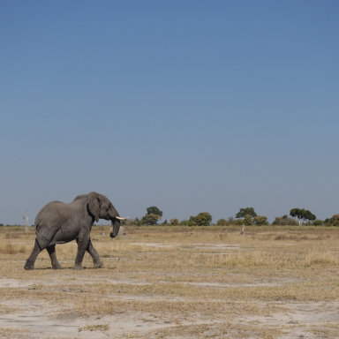 Eszti és Ádám útja Afrikában