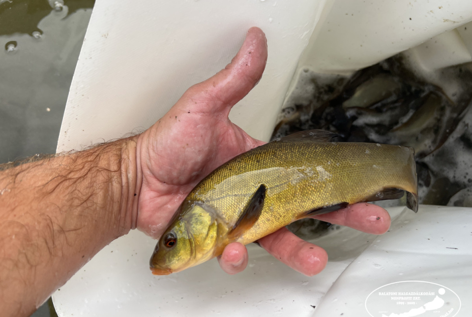 Rekordközeli pontytelepítés a Balatonban – több mint 300 tonna hal került a tóba 2025-ben