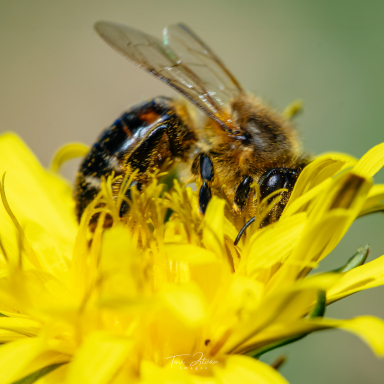 Turi István világa