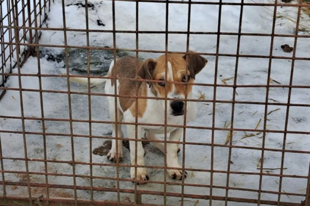 Egy tálca fánk is életmentő segítség lehet