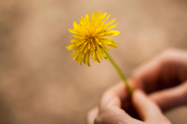 Hihetetlen, de igaz: ezért beszél mindenki a pitypangról!