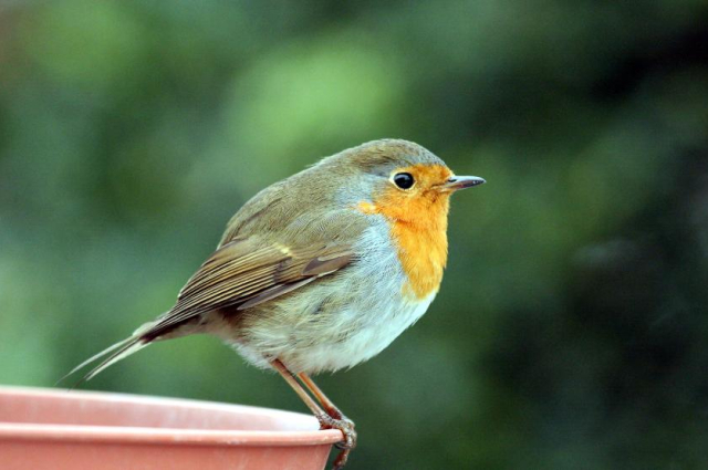 Téli madáretetés: élmény és felelősség kéz a kézben