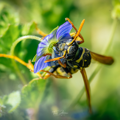 Turi István világa