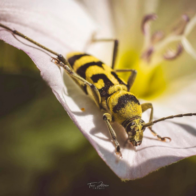 Turi István világa