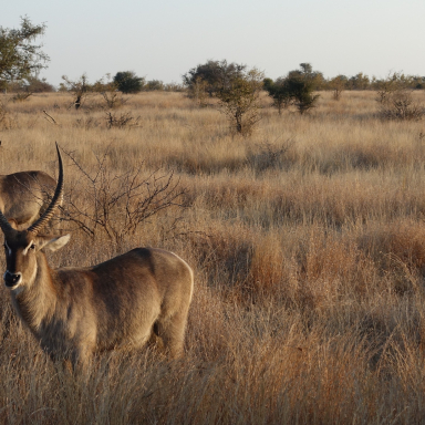 Eszti és Ádám útja Afrikában